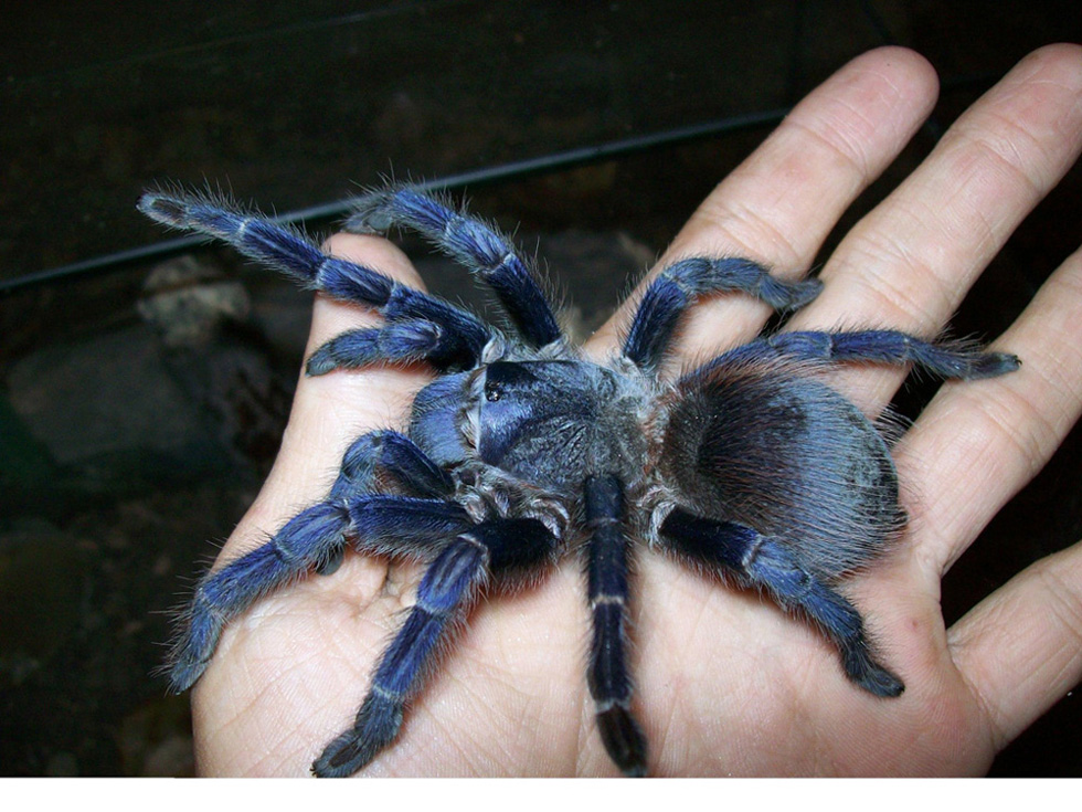 blue-spider