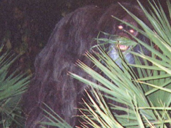 Mystery Skunk Ape