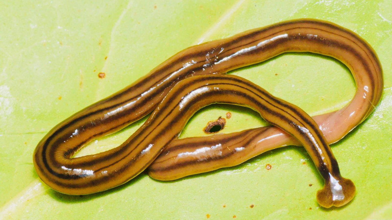 giant hammerhead worm 