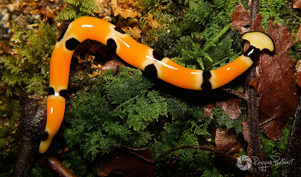 hammerhead worm orange black