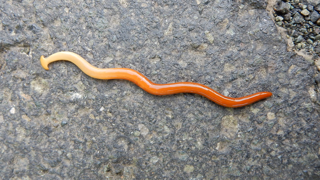 hammerhead worm orange