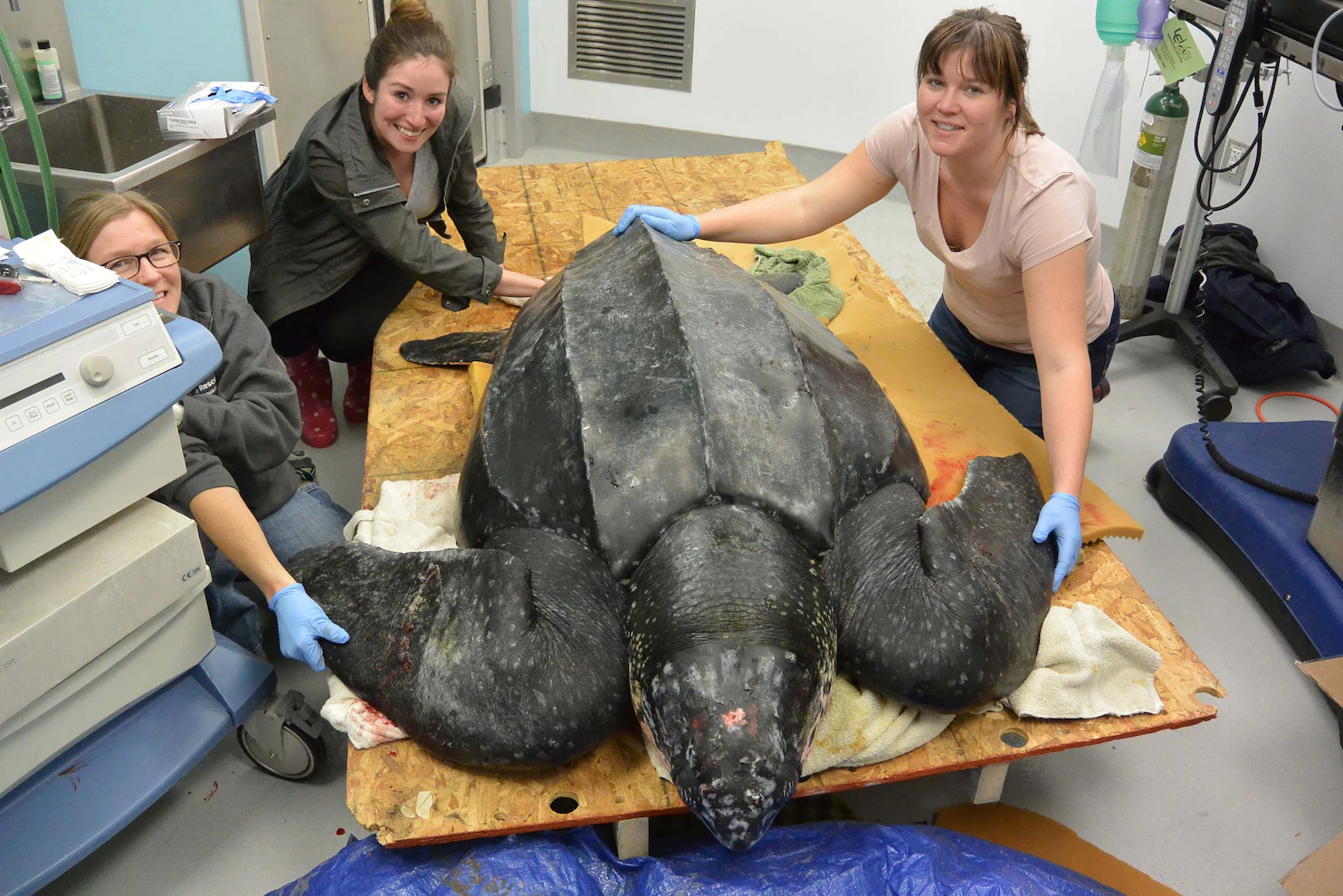 Doctors Treating Wounded Leatherback Turtle