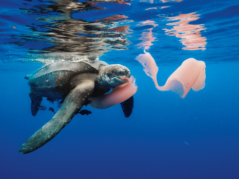 Leatherback Turtle Attacking Jellyfish