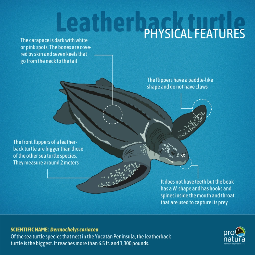 Leatherback Turtle Body Part Features
