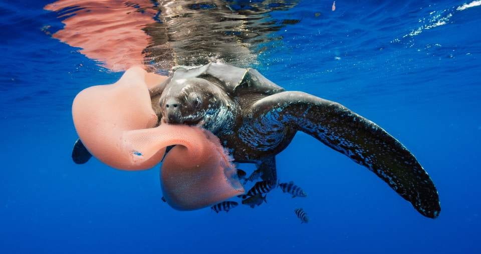 Leatherback Turtle Eating
