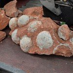 Fossilized Dinosaur Eggs Found in Southern China