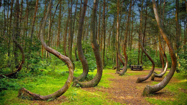 Twisted Trees in the Hoia-Baciu forest