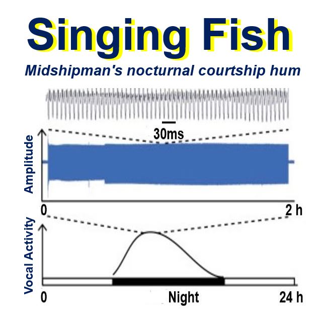 singing fish