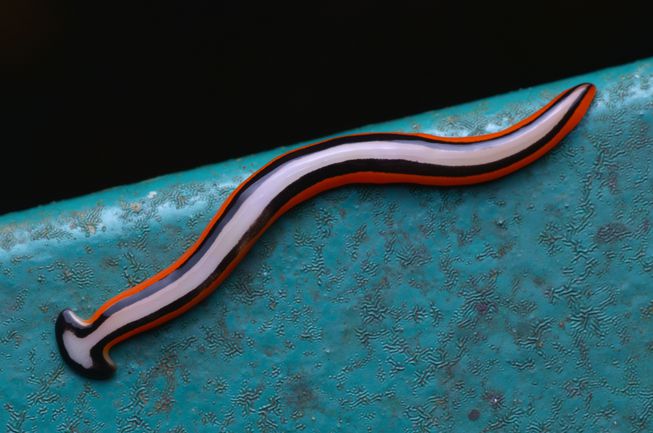 hammerhead worm black and red