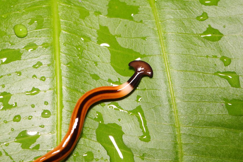 Hammerhead Worm: Flat Head Worm With Neurotoxin Venom