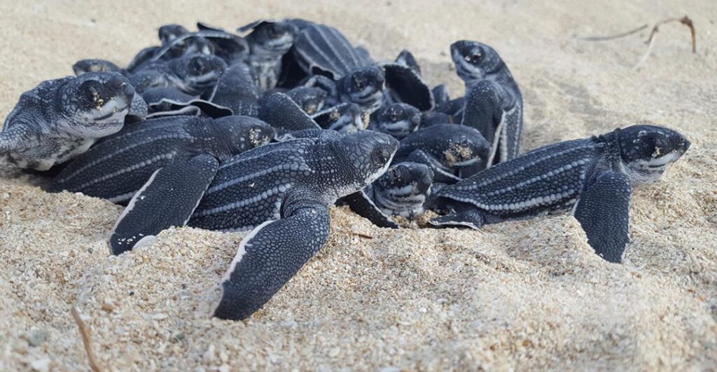 Leatherback Sea Turtles - One of The Most Threatened Marine Reptiles ⋆ ...