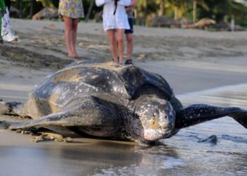 Leatherback Turtle